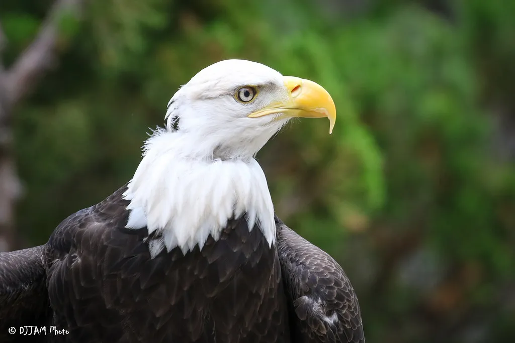 bald eagle