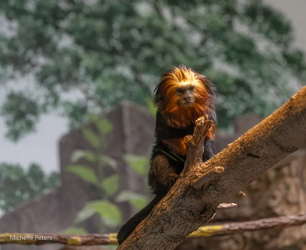 golden-headed lion tamarin