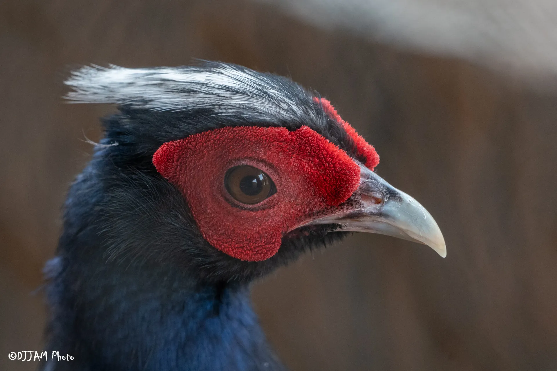Vietnam pheasant