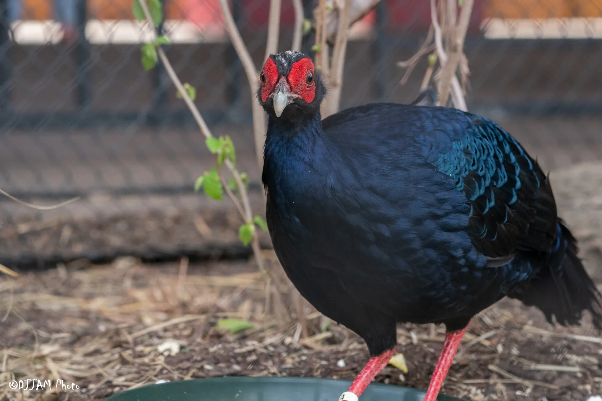 Vietnam pheasant