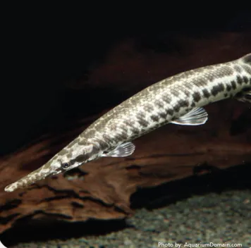 florida gar