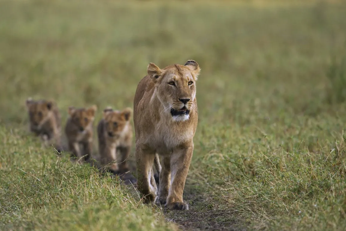 lioness with 3 cubs walking in a line in africa
