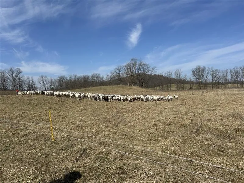 sheep farming