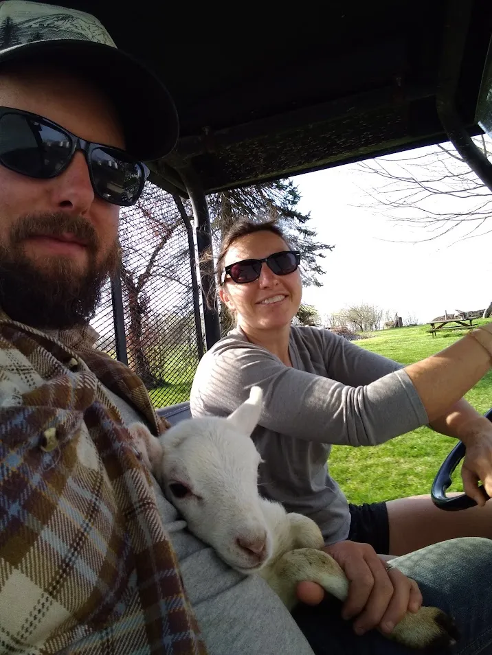 sheep farming