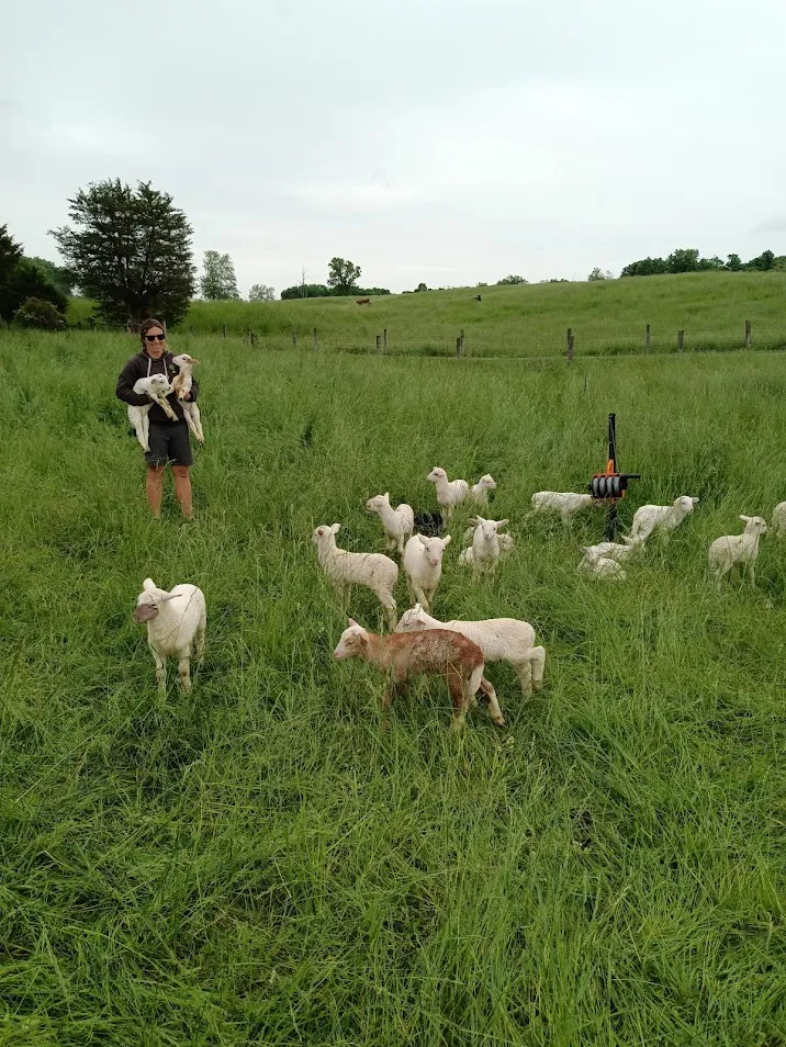 sheep farming