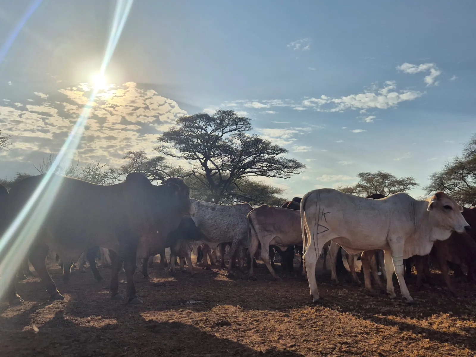 masaii cow heard