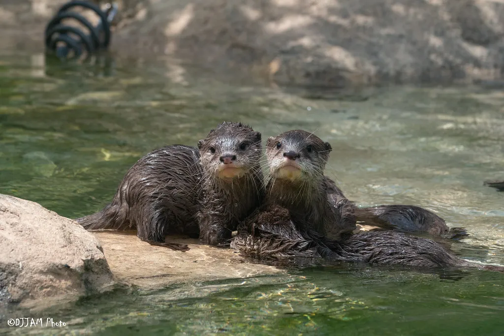 baby otters