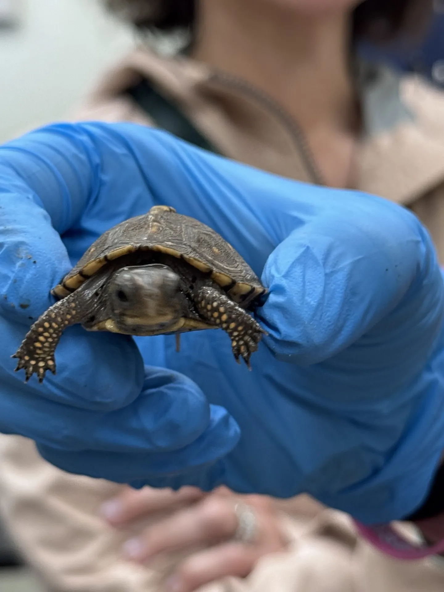 Cincinnati Zoo Partners with the Ohio Division of Wildlife to Rehome Box Turtles