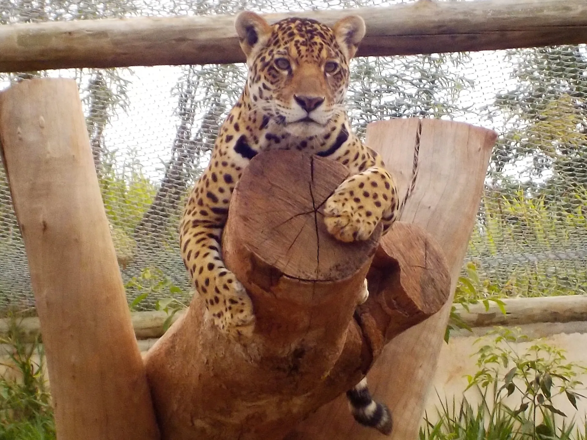 International Jaguar Day: How CREW Is Helping Save a Near-Threatened Cat