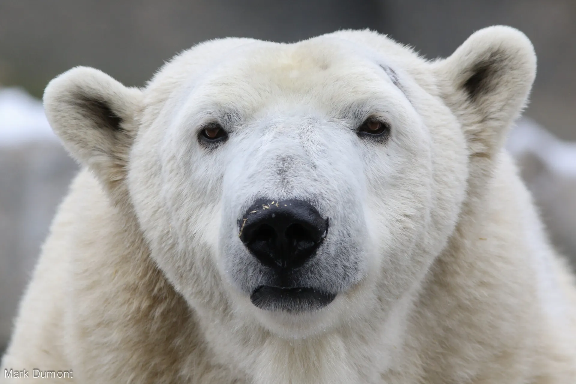 polar bear facing camera