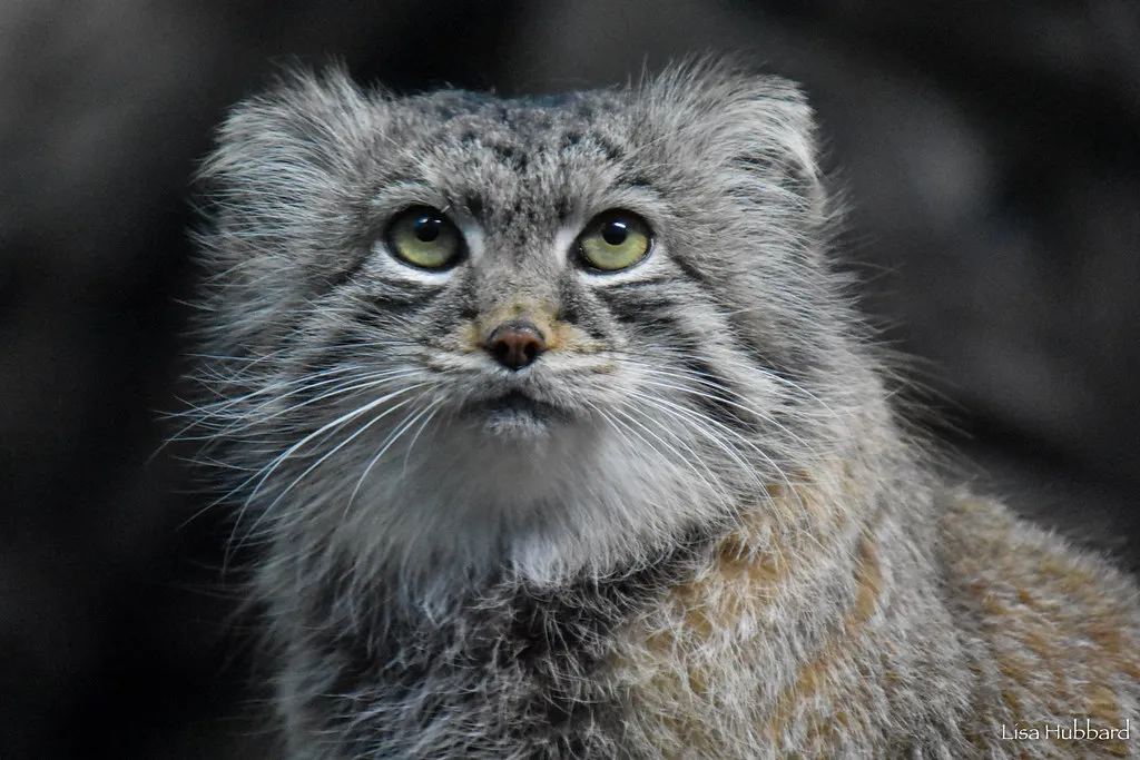 pallas cat