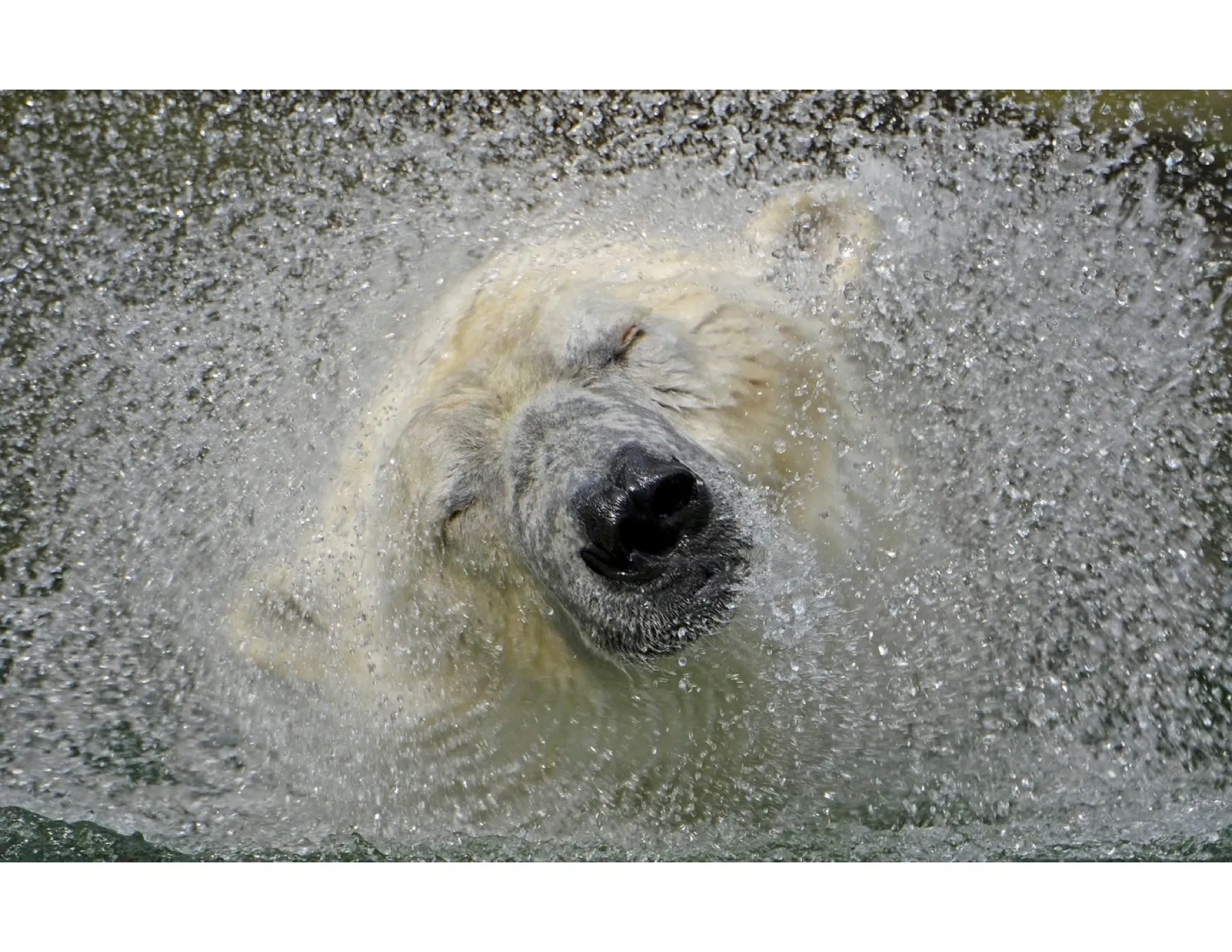 polar bear shaking water off