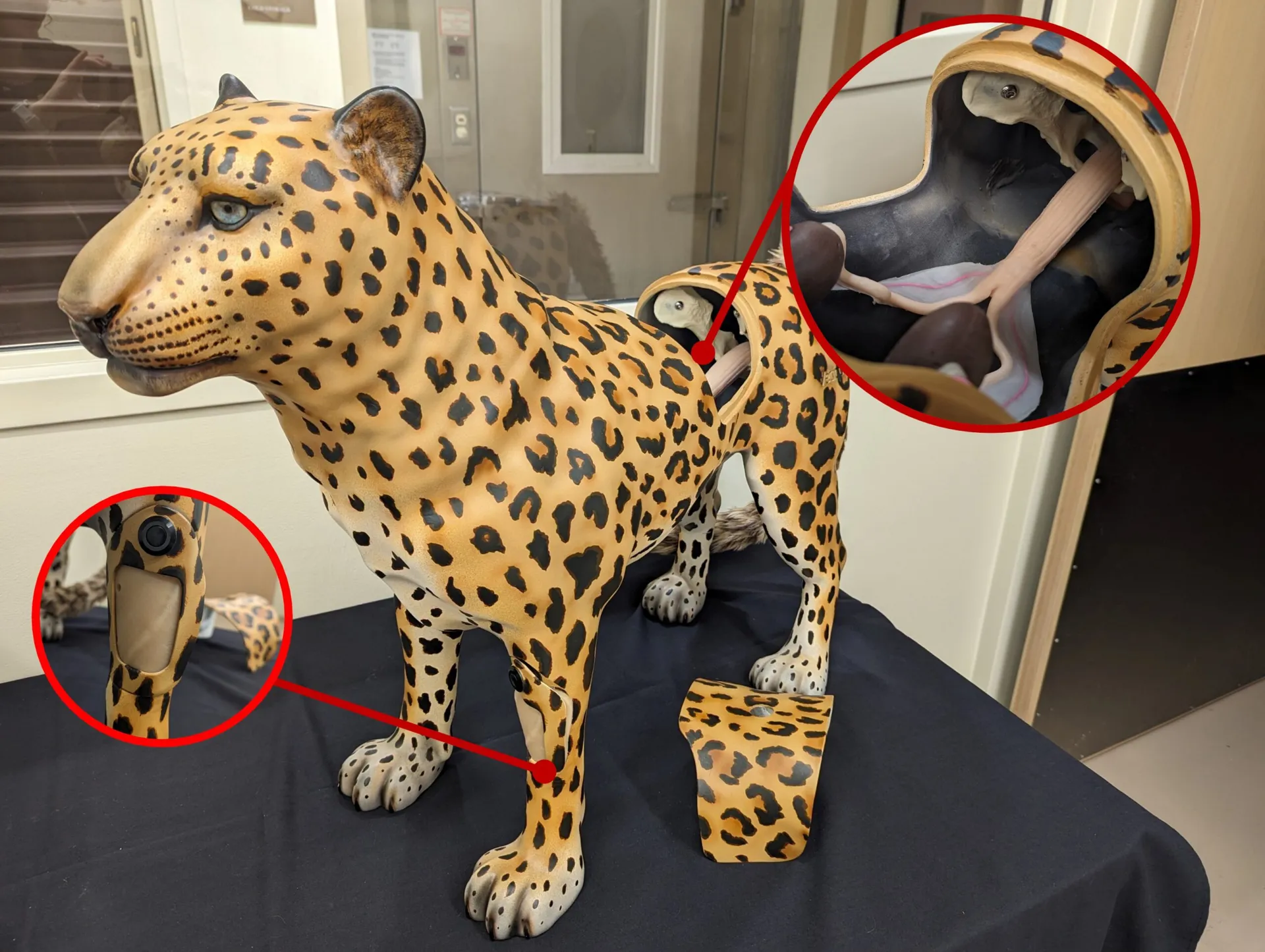 Marta, CREW’s life-like Amur leopard training model