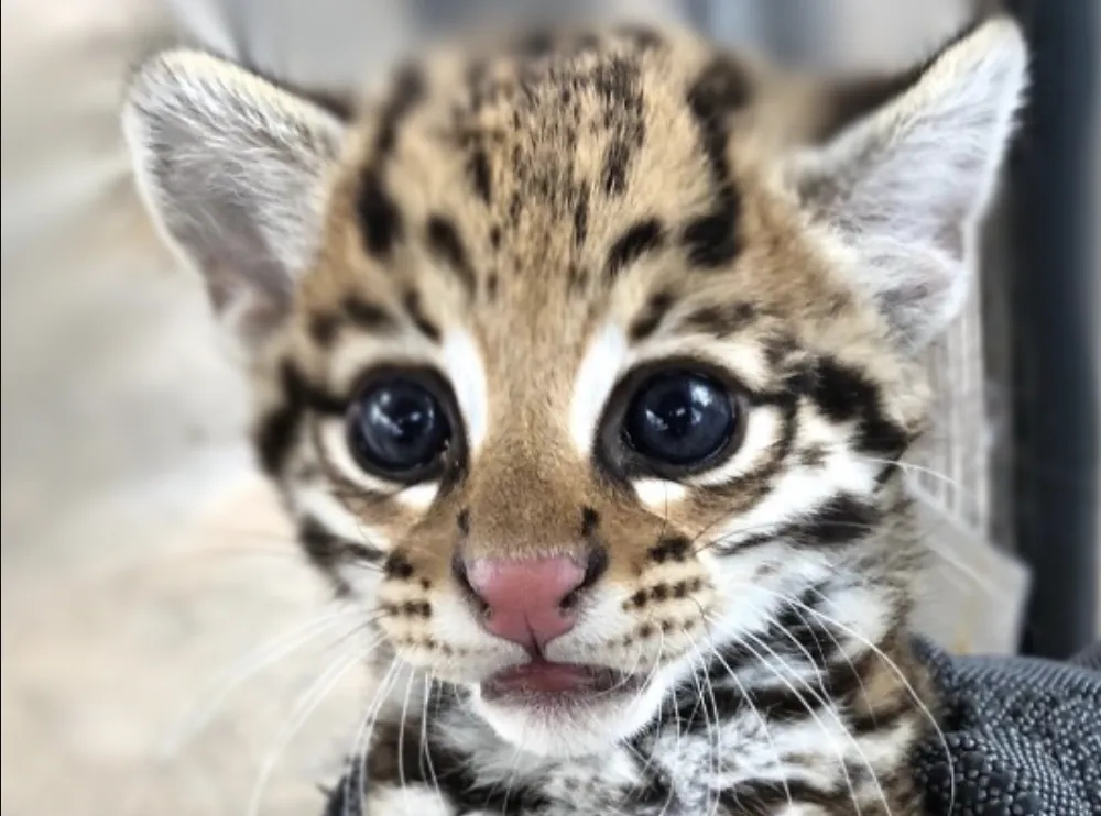 Ocelot kitten
