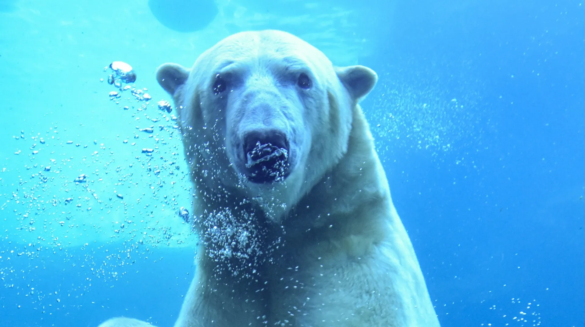 polar bear under water looking at camera