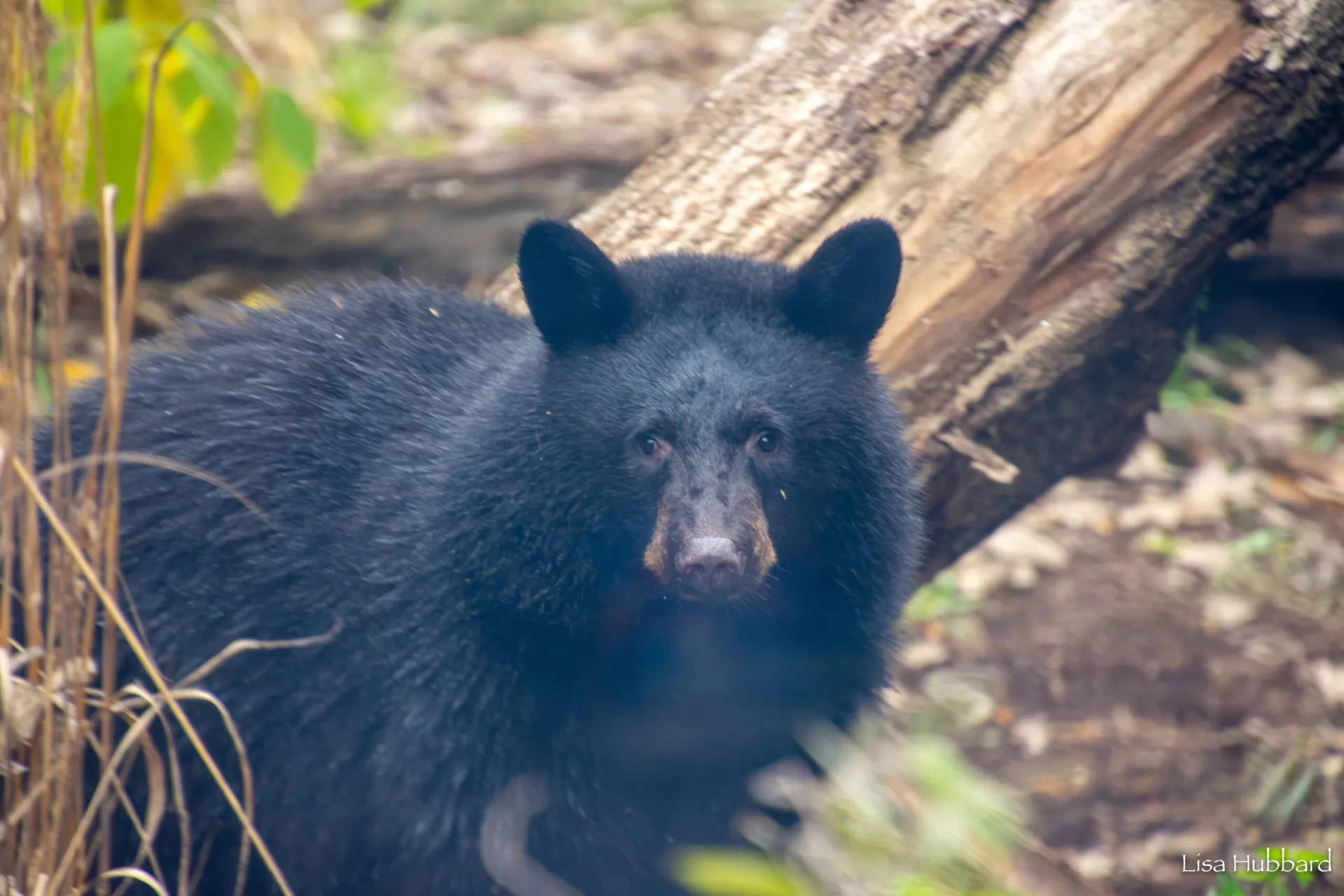 juniper the bear cub looking straight ahead
