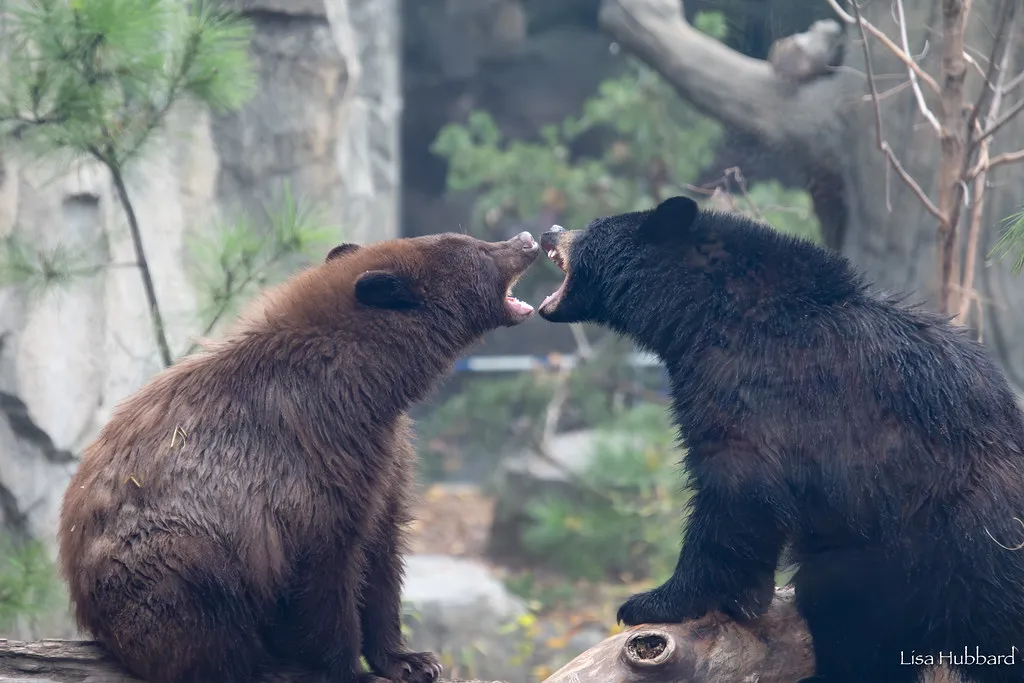 bears hazel and juniper with their mouths open in each others faces