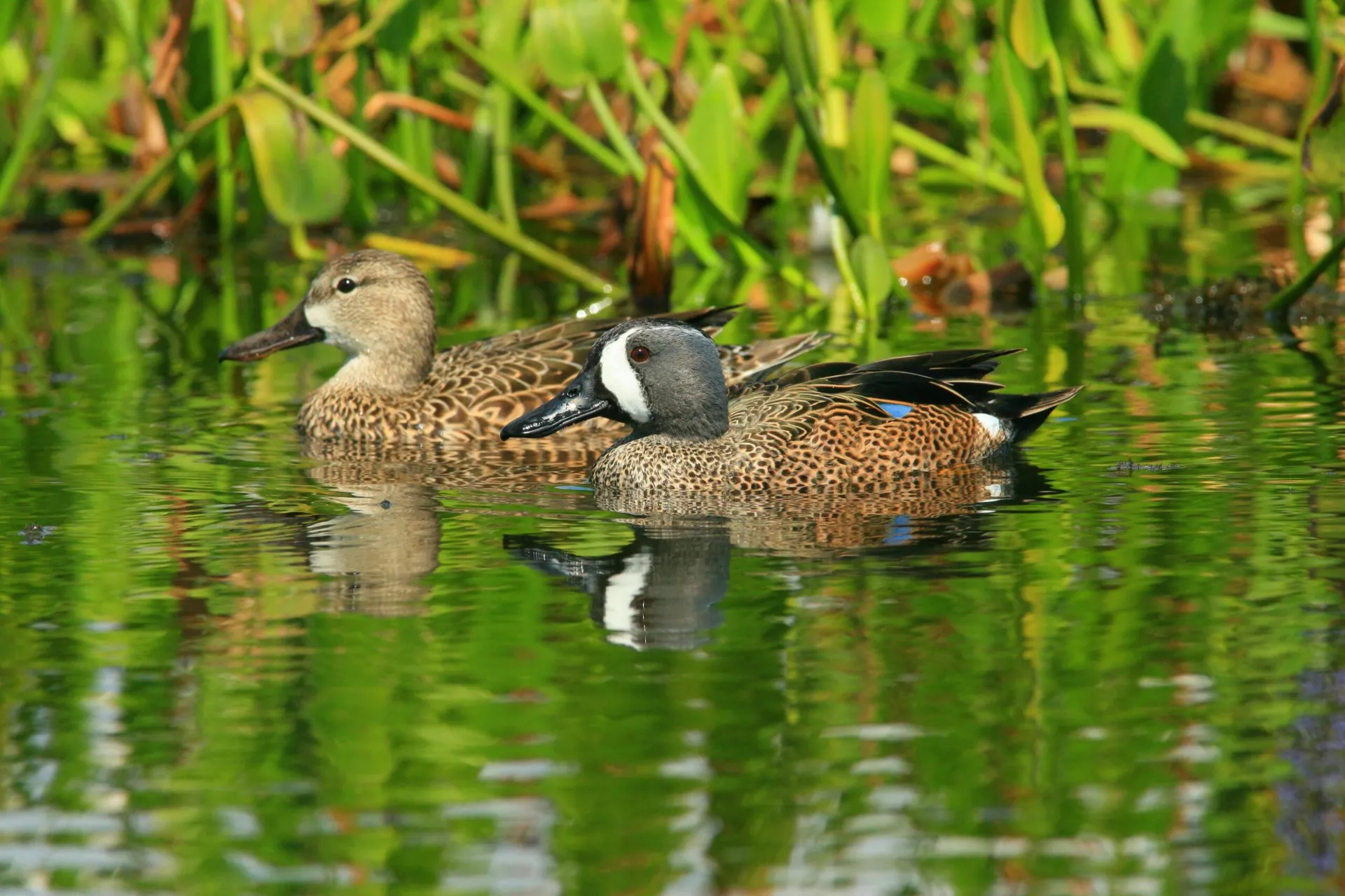 Making a Home for Waterfowl