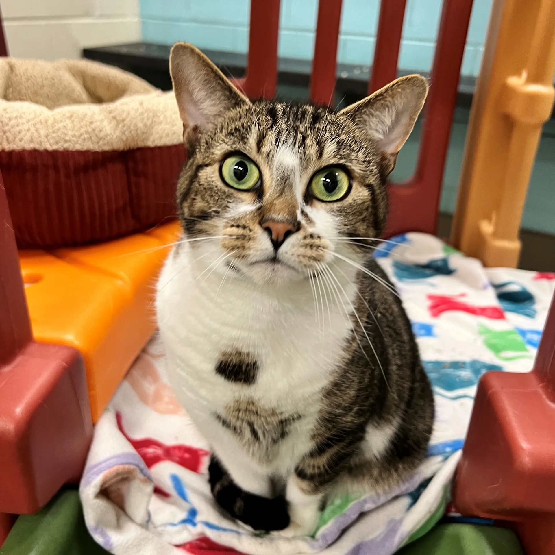 domestic house cat