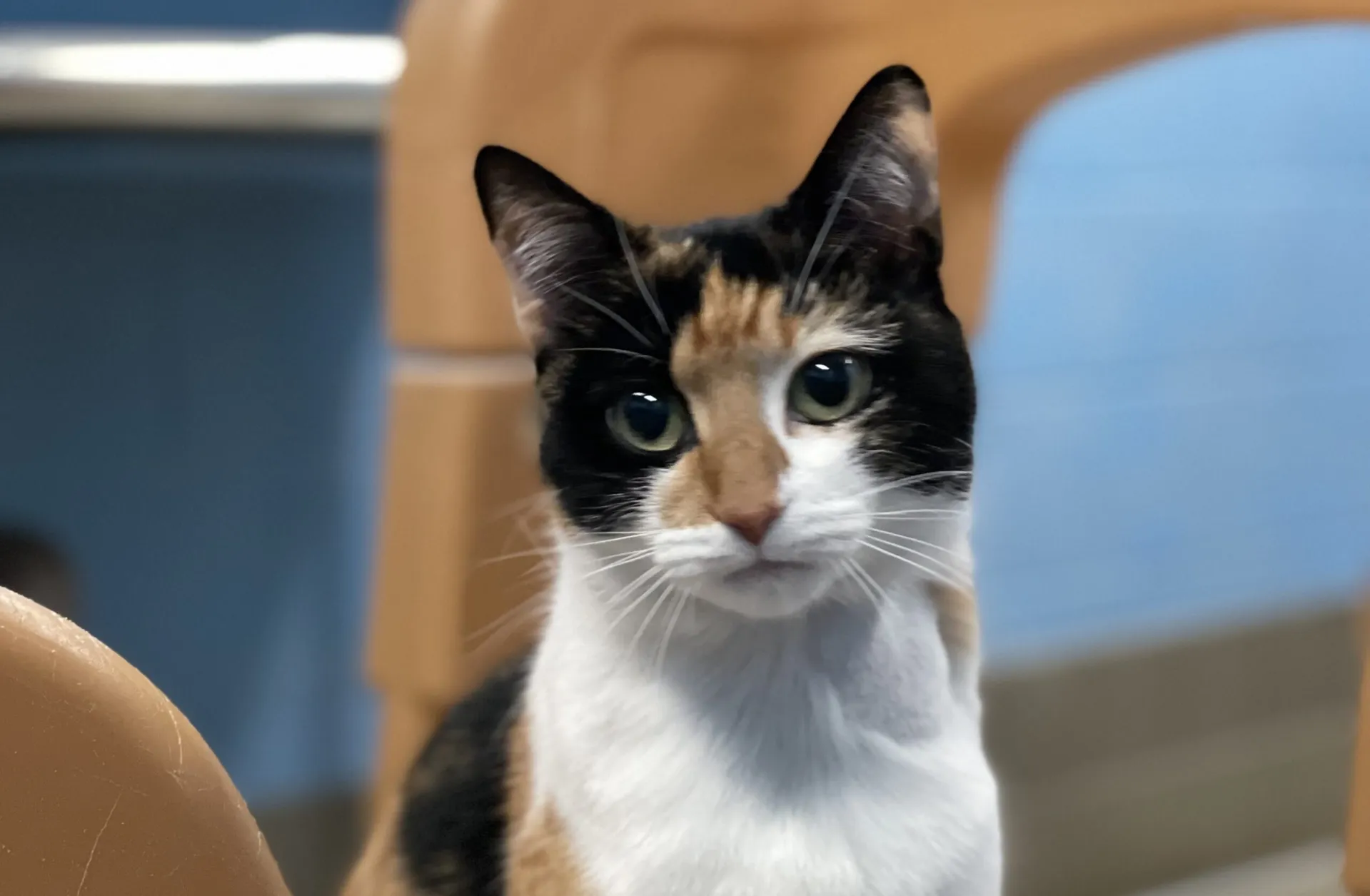 domestic house cat