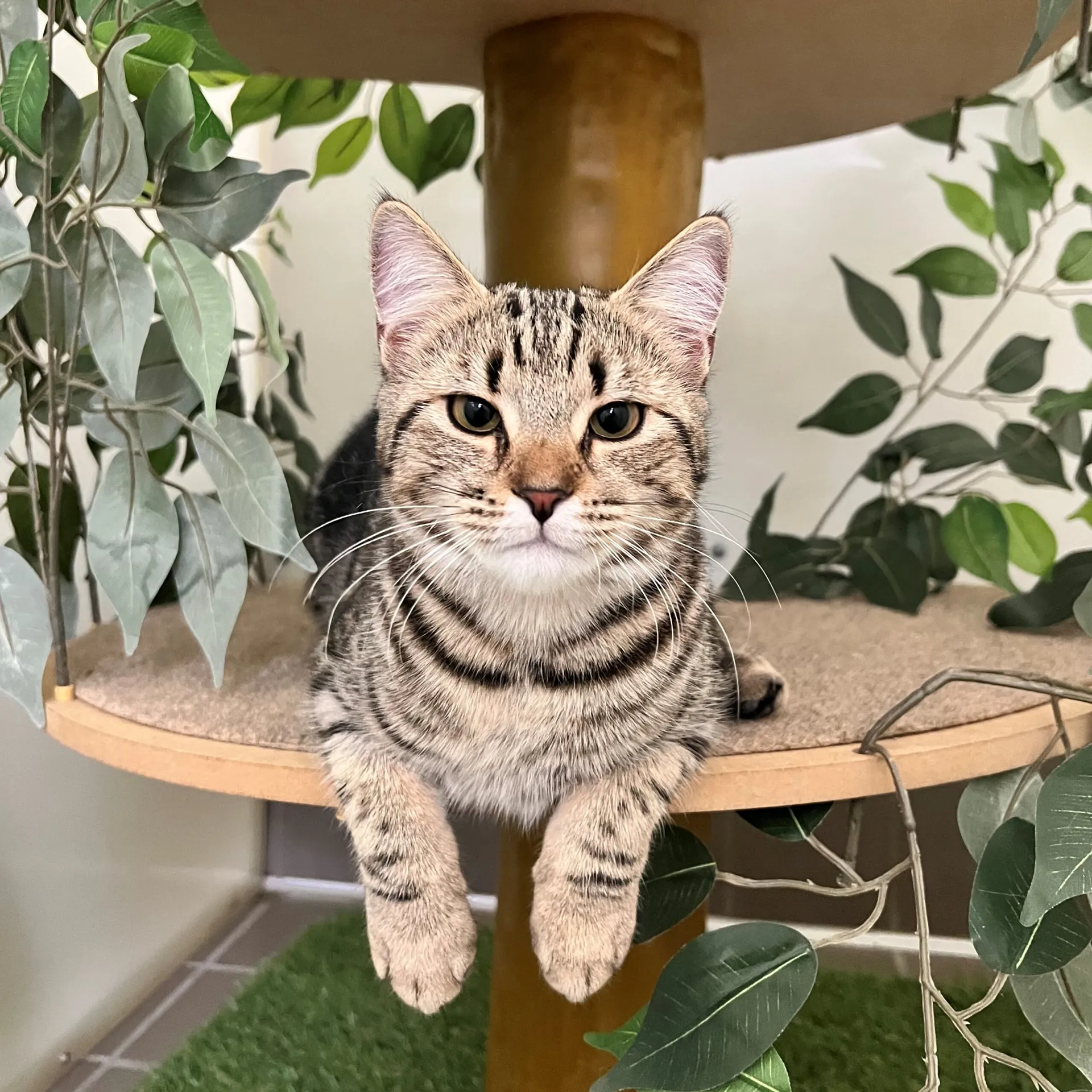 domestic house cat