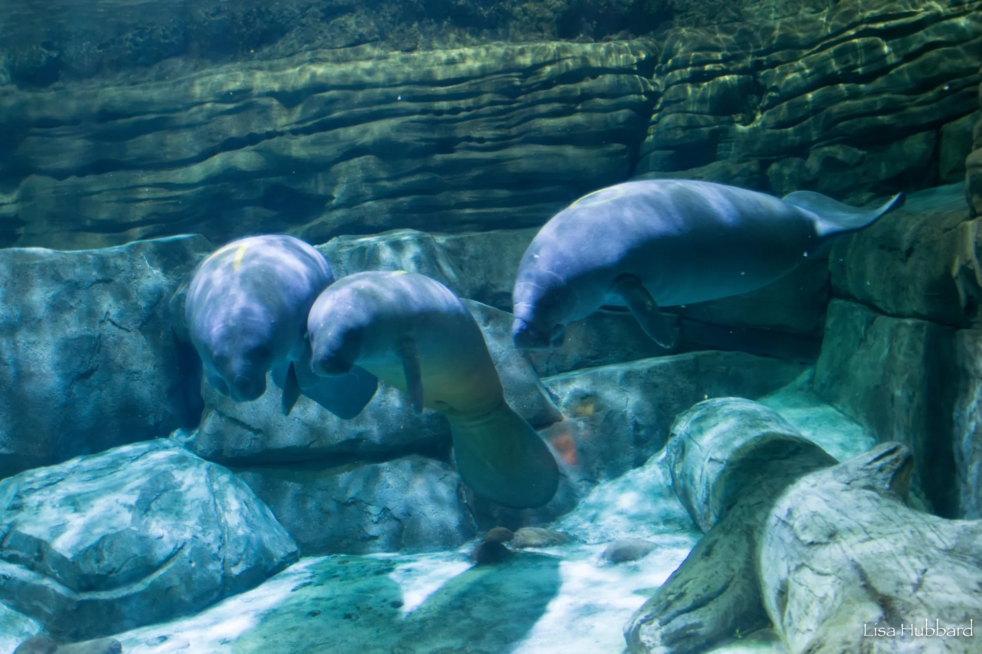 Lilypad, Vora & Orchid in Manatee Springs