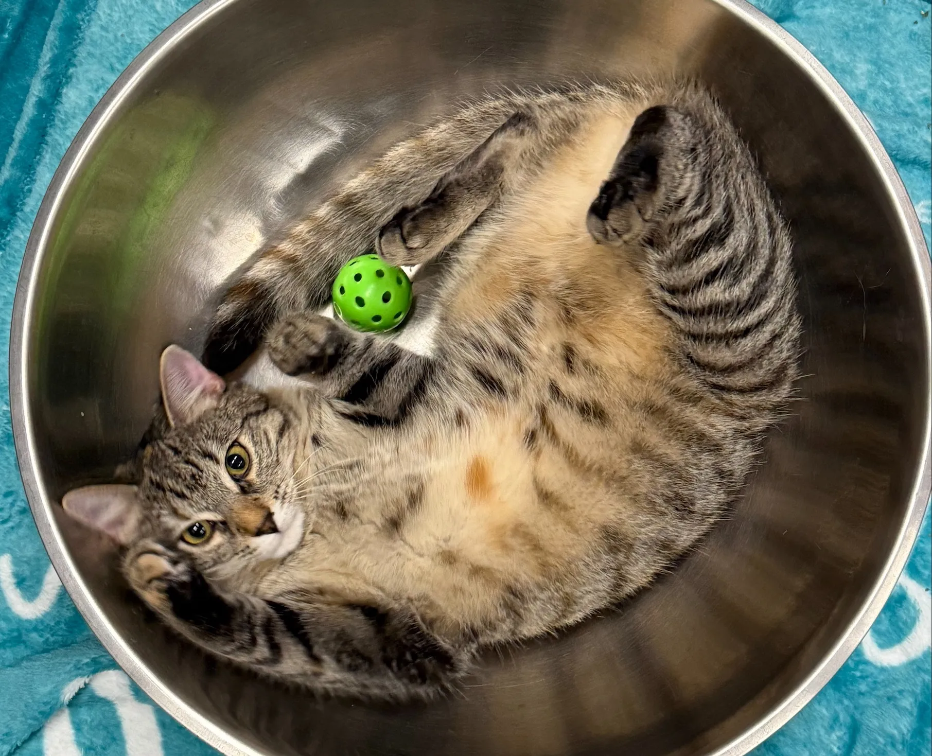 domestic house cat