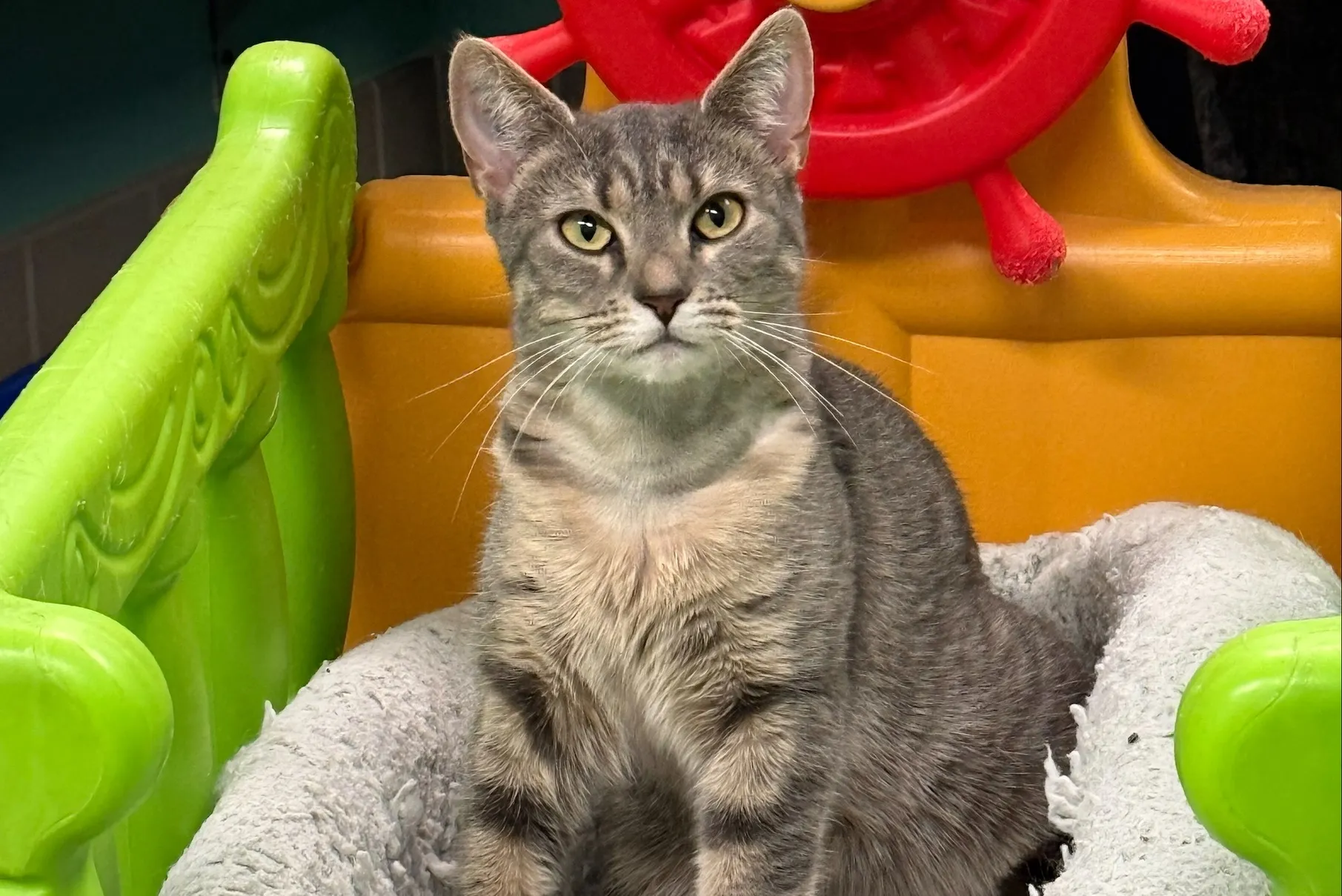 domestic house cat