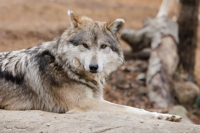 Doubling Down on Mexican Wolf Conservation