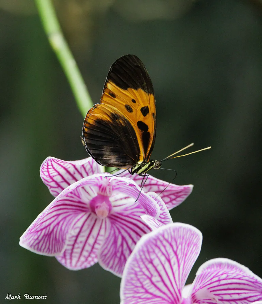 Take Actions for Plants and Wildlife with the Cincinnati Zoo & Botanical Garden