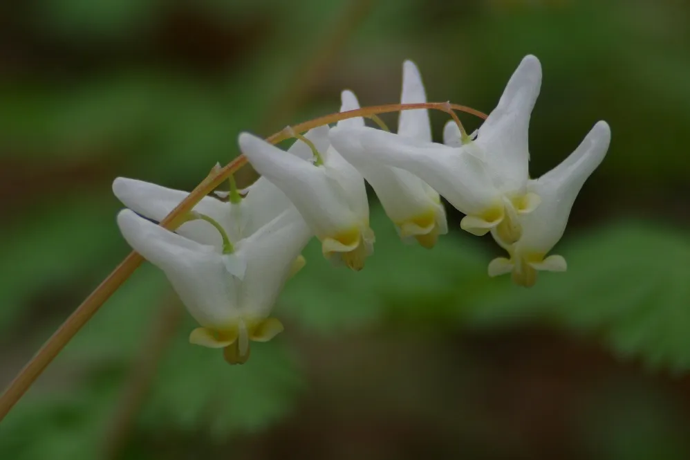 Impacting Wildlife and People with Plants