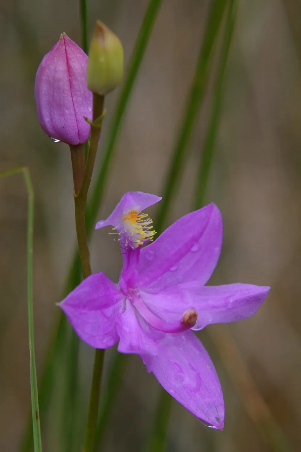 Behind the Blooms: How CREW and Bowyer Farm Are Helping Orchids Thrive
