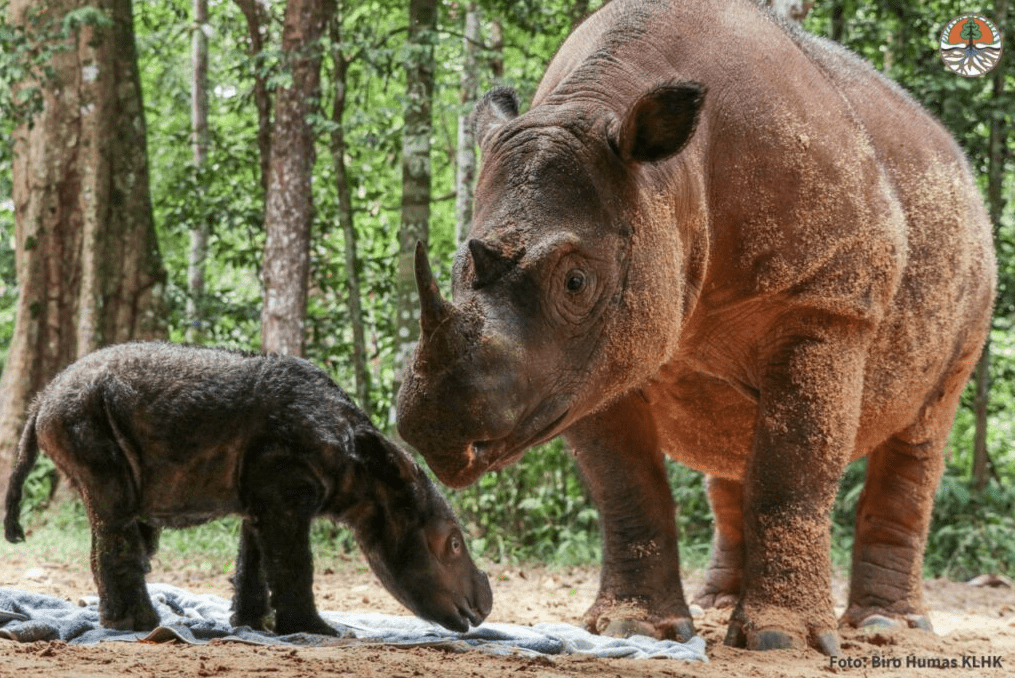 Rosa and her new calf.
