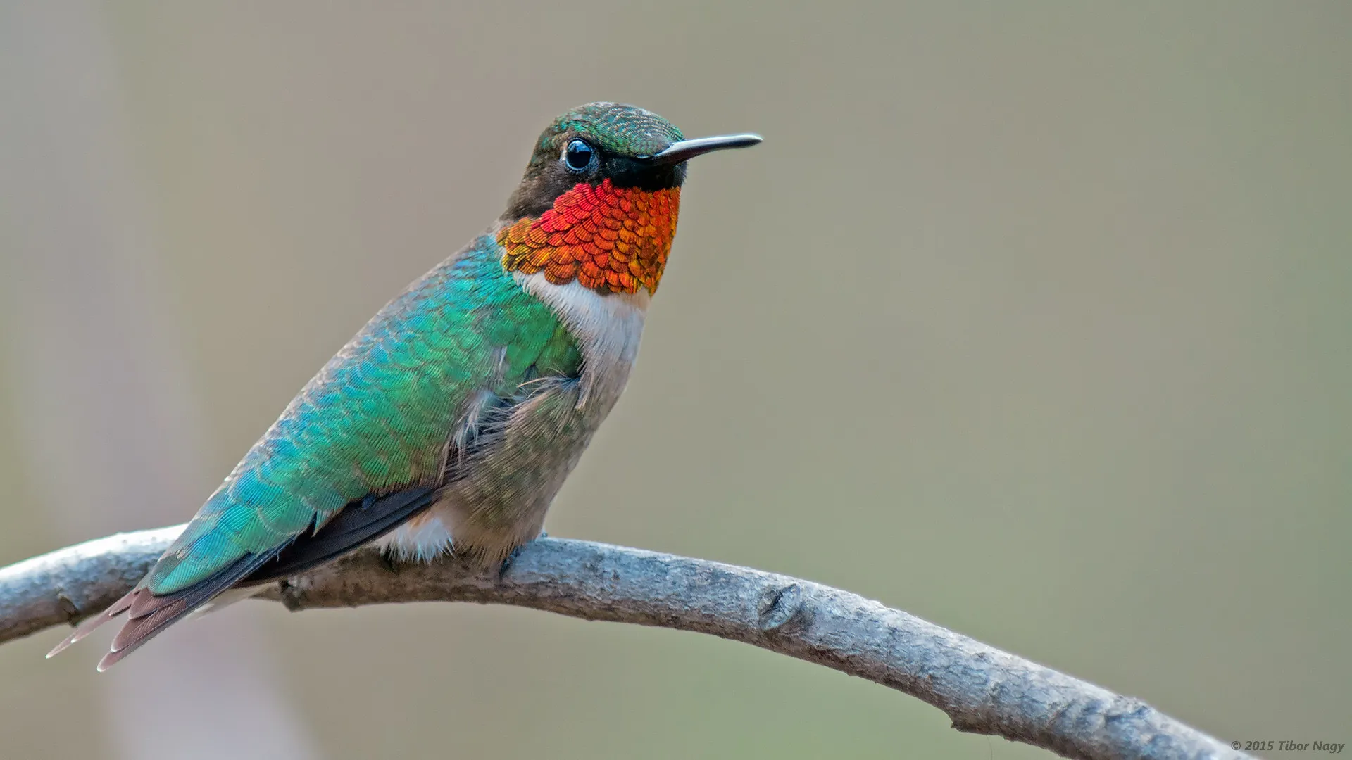 Ruby throated hummingbird
