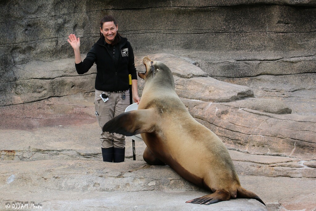 An operant conditioning session with Duke, the sea lion (Photo: DJJAM)