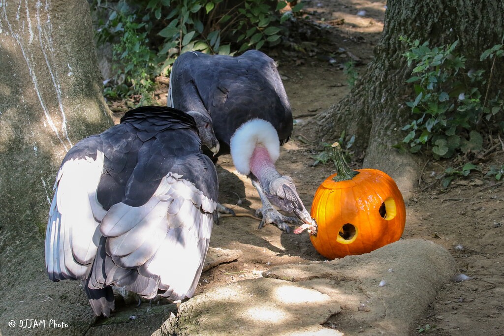 Condors with pumpkins (Photo: DJJAM)
