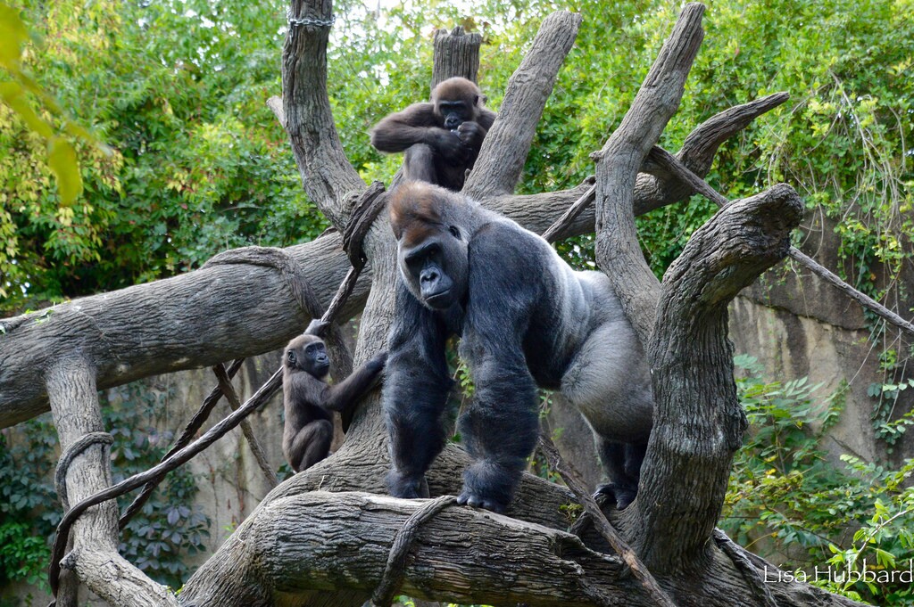 Gorillas live in social groups (Photo: Lisa Hubbard)