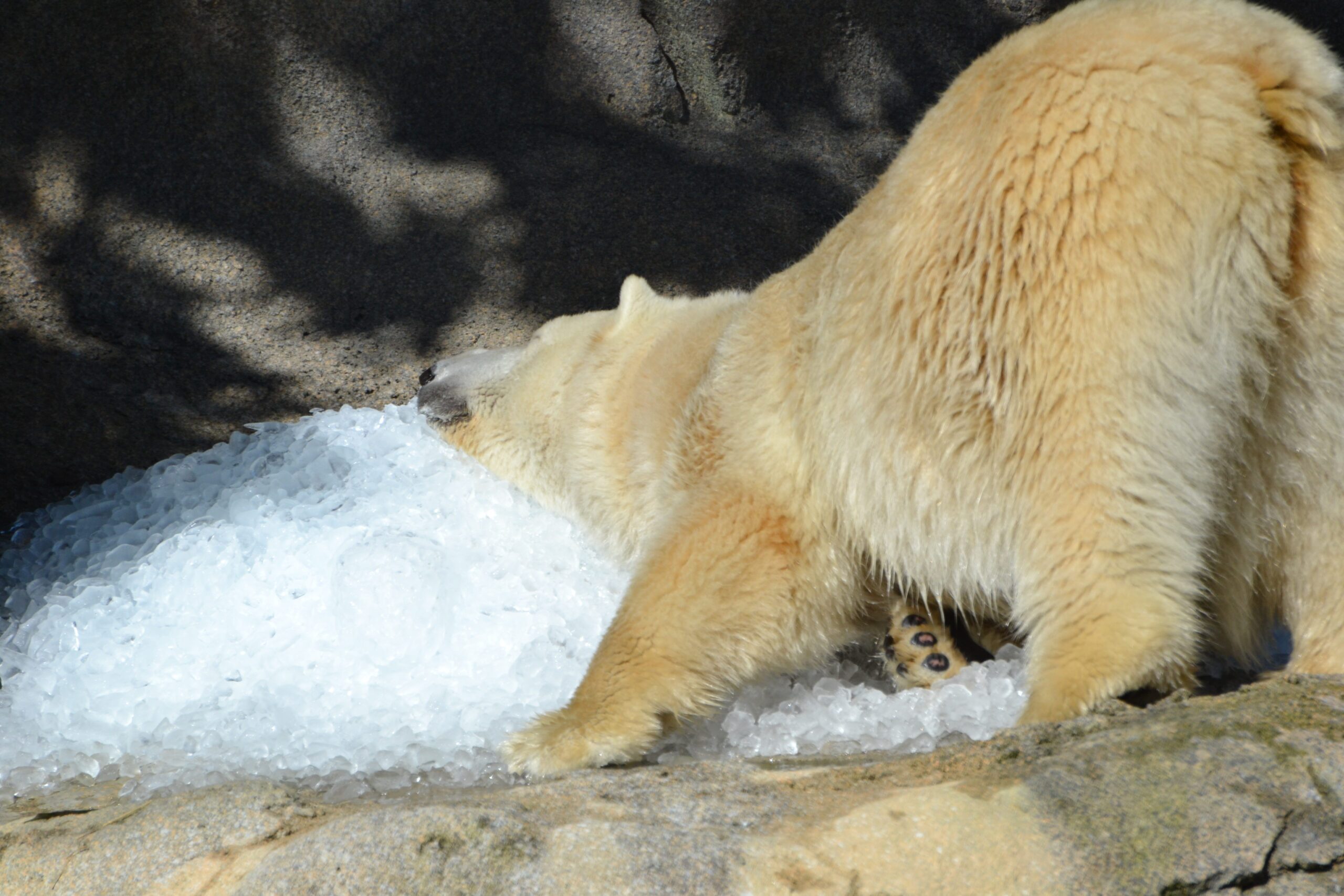 Anana the polar bear with ice (Photo: Michelle Curley)