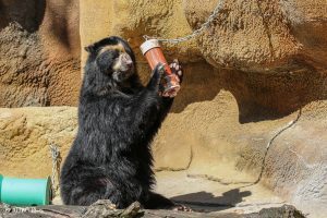 Chester, an Andean bear, manipulates a puzzle feeder