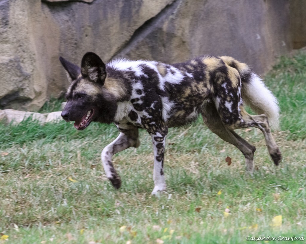 Female painted dog, Imara, runs around Painted Dog Valley