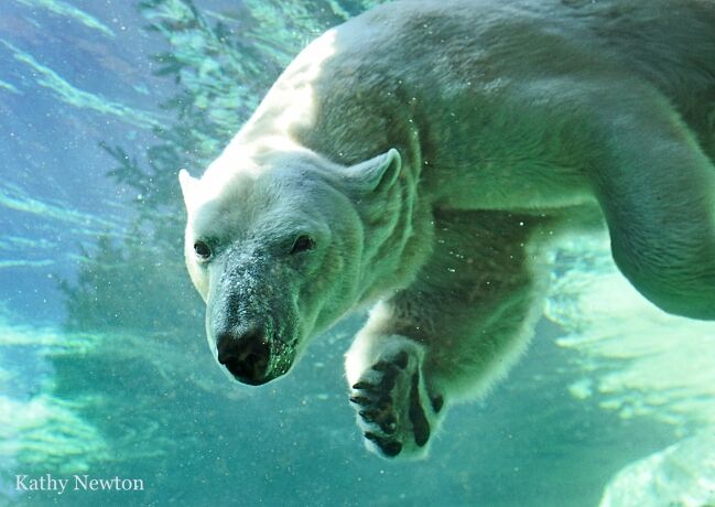 Polar bear　ベルナシオン　６枚 Polar Bear Signature Project | Cincinnati Zoo