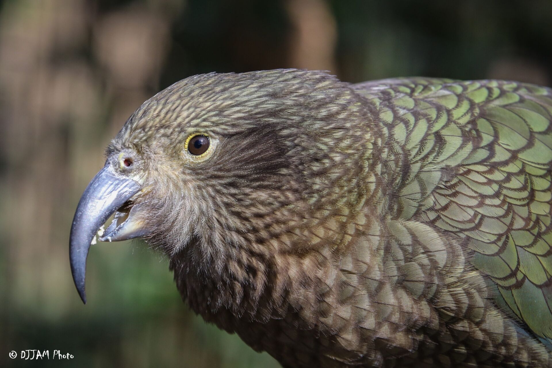 Side view of a Kea