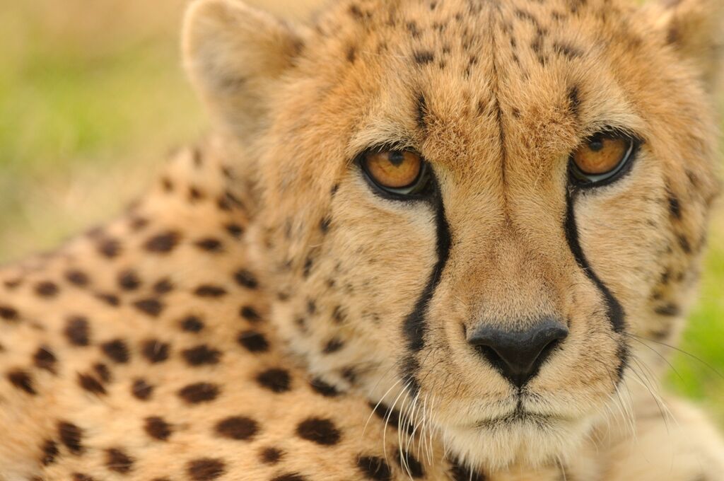 Cheetah (Photo: Dave Jenike)