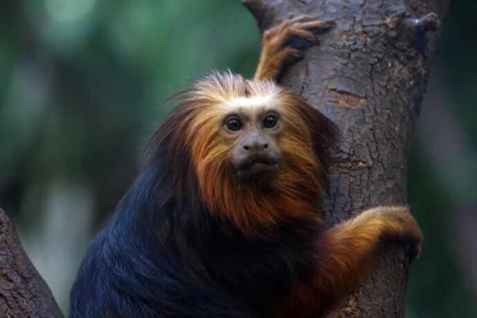 Golden-Headed Lion Tamarin - Cincinnati Zoo & Botanical Garden