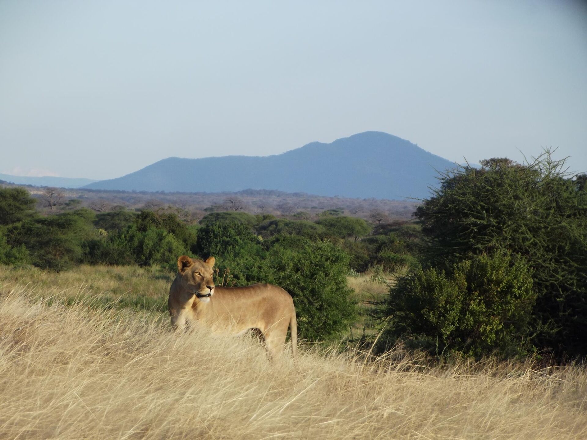 Lion in Ruaha region of Tanzania (Photo: Ruaha Carnivore Project)