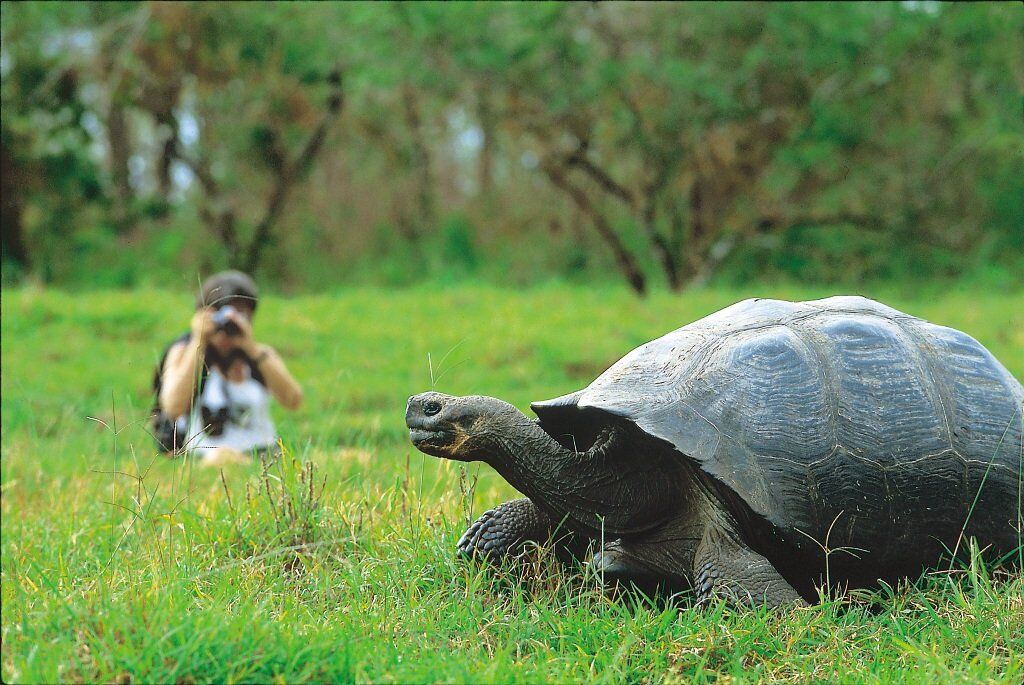 This could be me in September, taking pictures of giant tortoises! (Photo: Walt Denson)