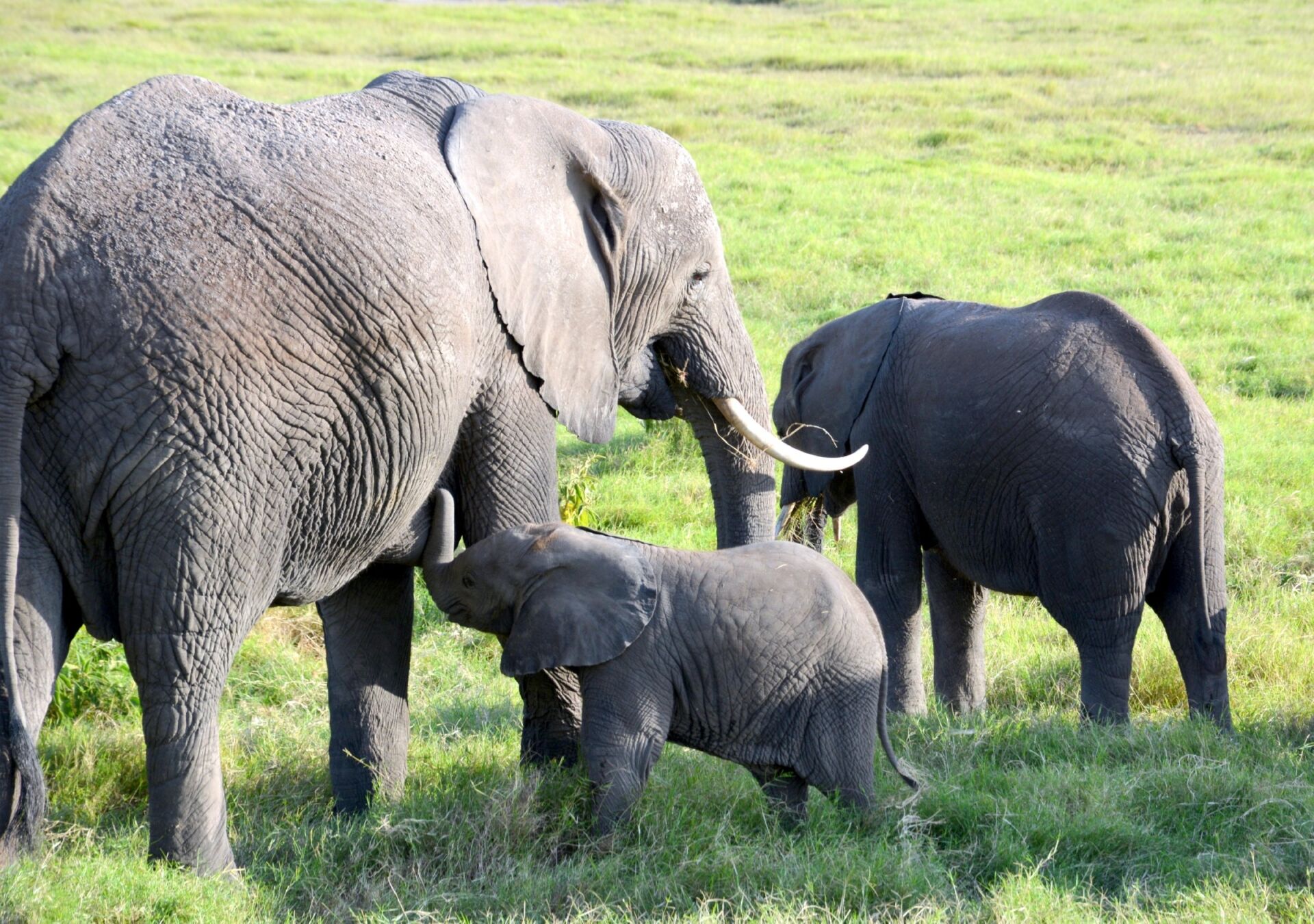 Young elephant nursing (Photo: Shasta Bray)