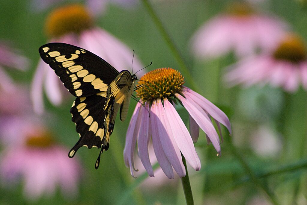 Black swallowtail butterfly on a purple coneflower (Photo: Kathy Newton)