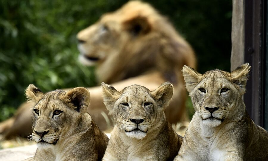 Lion photographed at Cincinnati Zoo & Botanical Garden