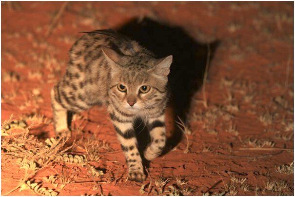 Black-footed cat (Photo: Alex Sliwa)